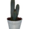 Cactus- Pilosocereus Azerues – ↕30-40cm – Zinc – Ø18 cm