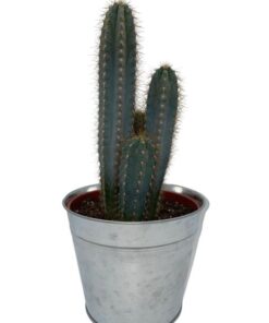 Cactus- Pilosocereus Azerues – ↕30-40cm – Zinc – Ø18 cm