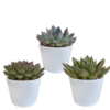 Echeveria-Mix 10,5 cm – 3x – in witte pot