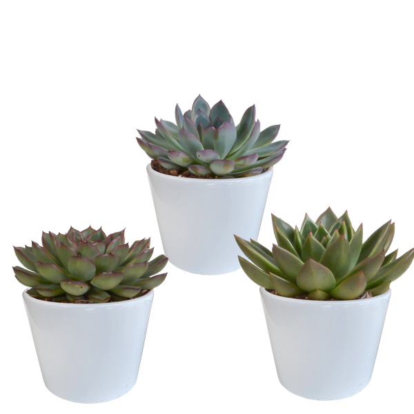 Echeveria-Mix 10,5 cm – 3x – in witte pot