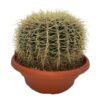 Cactus- Echiocactus Grusonii – Normal – Ø24 cm – 1x – ↕23 – 28 cm