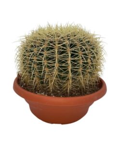 Cactus- Echiocactus Grusonii – Normal – Ø24 cm – 1x – ↕23 – 28 cm