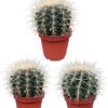 Cactus- Echiocactus Grusonii – Normal – Ø10.5 cm – 3x – ↕13 – 17 cm