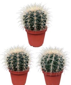 Cactus- Echiocactus Grusonii – Normal – Ø10.5 cm – 3x – ↕13 – 17 cm