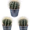 Cactus- Echiocactus Grusonii – Zinc – Ø11.5 cm – 3x – ↕13 – 17 cm