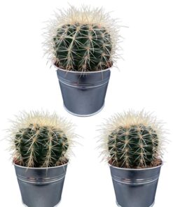 Cactus- Echiocactus Grusonii – Zinc – Ø11.5 cm – 3x – ↕13 – 17 cm