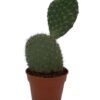 Cactus- Opuntia Vijgcactus – ↕30-40cm – Normal – Ø17 cm