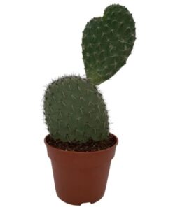 Cactus- Opuntia Vijgcactus – ↕30-40cm – Normal – Ø17 cm