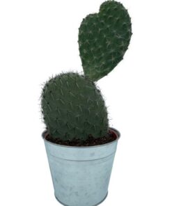 Cactus- Opuntia Vijgcactus – ↕30-40cm – Zinc – Ø18 cm