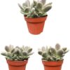 Succulenten- Pachyphytum Oviferum – ↕15-20cm (3 Stuks) – Normal – Ø12 cm