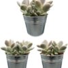 Succulenten- Pachyphytum Oviferum – ↕15-20cm (3 Stuks) – Zinc – Ø13 cm