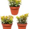 Succulenten- Crassula Minor – ↕15-20cm (3 Stuks) – Normal – Ø12 cm