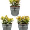 Succulenten- Crassula Minor – ↕15-20cm (3 Stuks) – Zinc – Ø13 cm