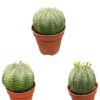 Cactus- Euphorbia obesa- 5.5cm potten- 6-9cm Hoog (3 Stuks)