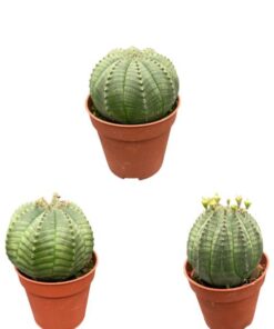 Cactus- Euphorbia obesa- 5.5cm potten- 6-9cm Hoog (3 Stuks)