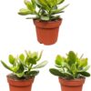 Succulenten- Crassula Ovata – ↕15-20cm (3 Stuks) – Normal – Ø12 cm