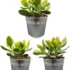 Succulenten- Crassula Ovata – ↕15-20cm (3 Stuks) – Zinc – Ø13 cm