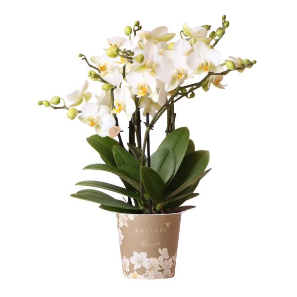 Kolibri Orchids | witte Phalaenopsis orchidee – Lausanne- potmaat Ø12cm | bloeiende kamerplant – vers van de kweker