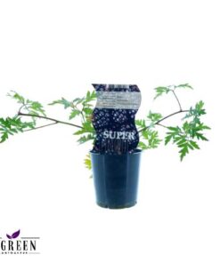 Rubus Thornless Evergreen (Dornenlose Brombeere) – Ø12cm – ↕30cm