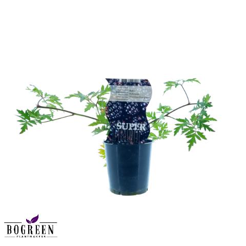 Rubus Thornless Evergreen (Dornenlose Brombeere) – Ø12cm – ↕30cm