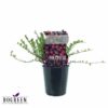 Vaccinium Early Black (Preiselbeere) – Ø12cm – ↕20cm