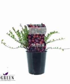 Vaccinium Early Black (Preiselbeere) – Ø12cm – ↕20cm