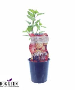 Ribes Hinnonmaki Röd (Rote Stachelbeere) – Ø12cm – ↕30cm