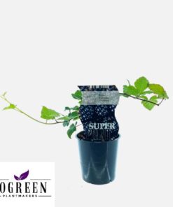 Rubus Thornfree (Dornenlose Brombeere) – Ø12cm – ↕30cm