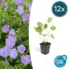 Geranium Rozanne – ↕25cm – Ø9cm – 12x