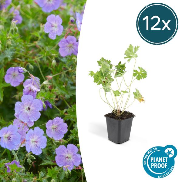 Geranium Rozanne – ↕25cm – Ø9cm – 12x