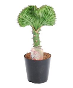 Euphorbia lactea Cristata groen – 35 cm – ø12