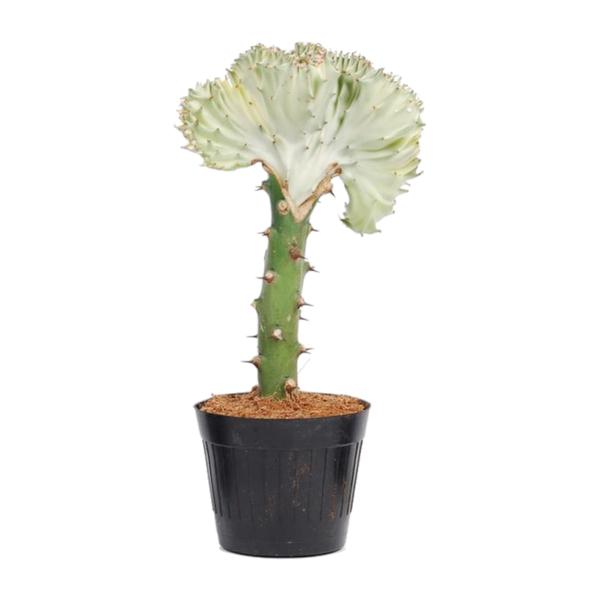 Euphorbia lactea Cristata wit – 35 cm – ø12