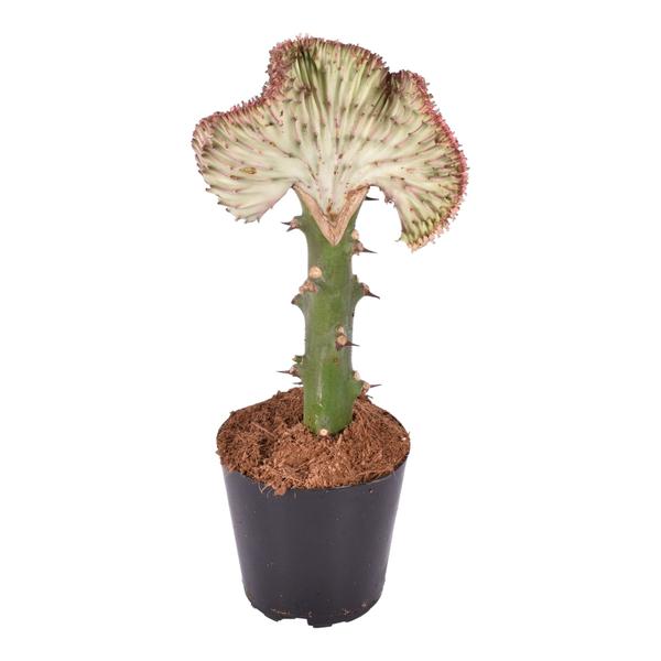 Euphorbia lactea Cristata rood – 35 cm – ø12