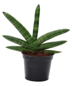 Sansevieria Skyline – 25 cm – ø10,5