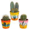 Kakteenmischung 8,5 cm – 3x – in Mexicaanse pot