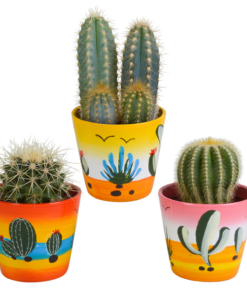 Kakteenmischung 8,5 cm – 3x – in Mexicaanse pot