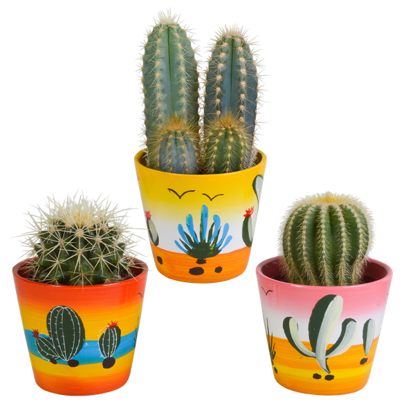 Kakteenmischung 8,5 cm – 3x – in Mexicaanse pot