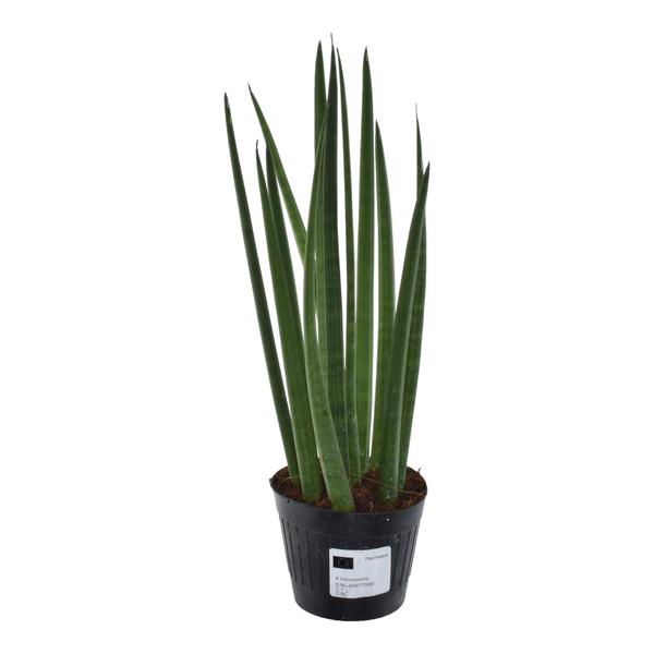 Sansevieria cylindrica ‚Bacularis‘ / Mikado – 38 cm – ø10,5