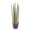 Sansevieria cylindrica ‚Spaghetti‘ – 40 cm – ø10,5
