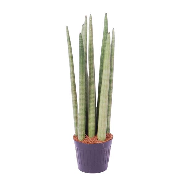 Sansevieria cylindrica ‚Spaghetti‘ – 40 cm – ø10,5