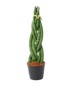 Sansevieria cylindrica ‚Twist‘ – 40 cm – ø10,5