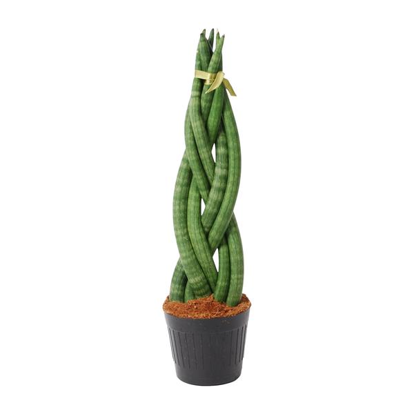 Sansevieria cylindrica ‚Twist‘ – 40 cm – ø10,5