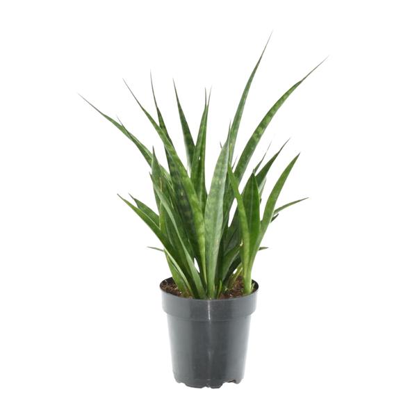 Sansevieria kirkii ‚Friends‘ – 38 cm – ø12