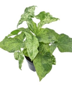 Syngonium Mottled – 25 cm – ø12