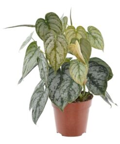 Philodendron Brandtianum – 35 cm – ø12