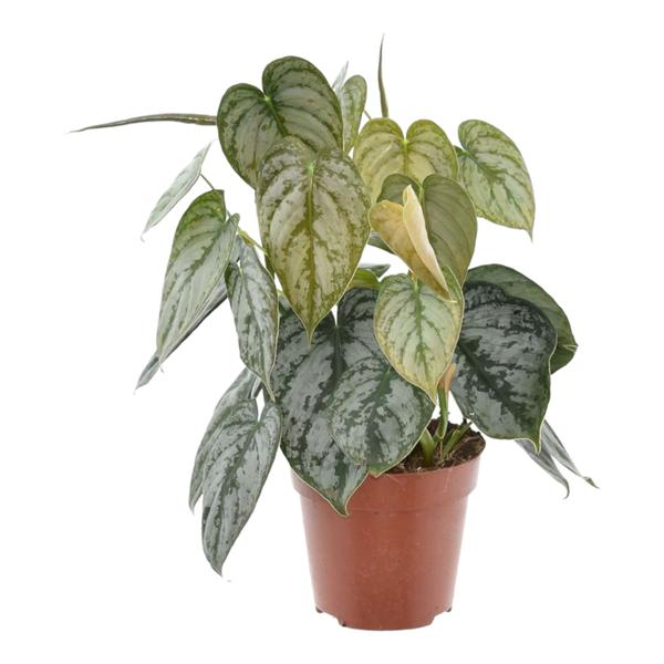 Philodendron Brandtianum – 35 cm – ø12