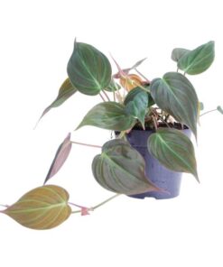 Philodendron scandens ‚Micans‘ – 25 cm – ø12