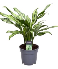 Aglaonema Juliette – 40 cm – ø12