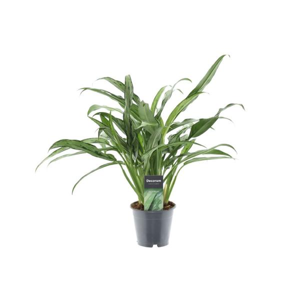 Aglaonema Cutlass – 40 cm – ø12