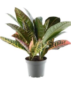 Codiaeum variegatum ‚Petra‘ – 30 cm – ø12